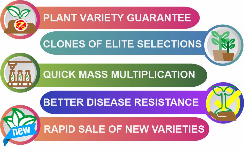 Plant Variety Guarantee Healthy and vigorous plants Profuse or enhanced branching improving appearance Clones Of Elite Selections Mass Multiplication in Short Time                                       Rapid Introduction of New Varieties Better branching & looks