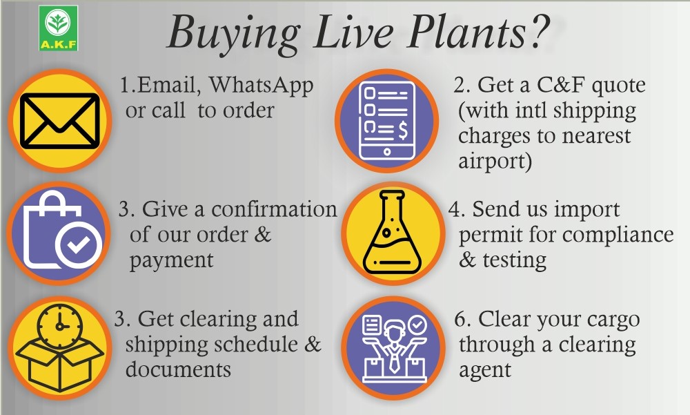 1.	Email, whatsapp or call us to know about online shipping of tc plants 2.	Receive a C&F quote (with intl shipping charges to nearest airport) quote from us 3.	Send us a confirmation of our order & payment 4.	Email us your import permit so that we can get started with testing and meeting phytosanitary conditions of your permit 5.	Receive documentation needed for clearing and shipping schedule 6.	Clear your cargo through a clearing agent